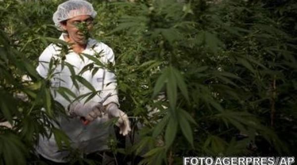 marijuana o problema morala sau o solutie economica video