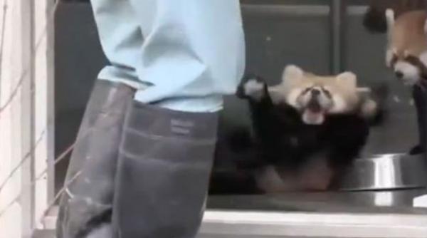 urs panda rosu cade pe spate