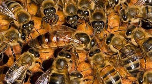 anestezic natural de la albine