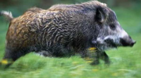 locuitorii unui cartier din nordul capitalei terorizati de porcii mistreti