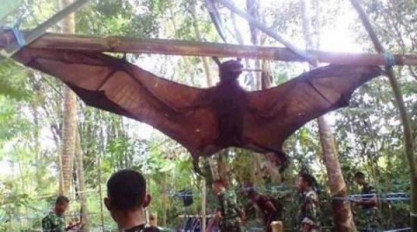 liliac gigantic capturat de soldatii filipinezi biolog n am mai vazut un asemenea specimen video