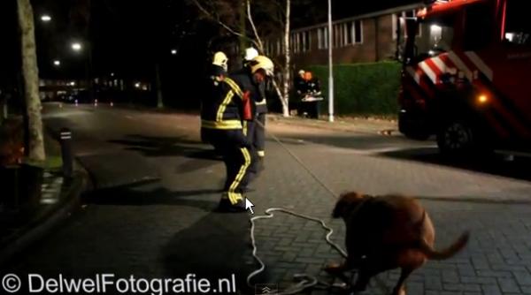 cainele pompier doboara copacul