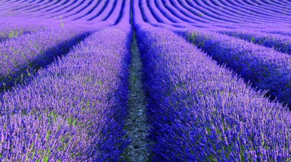 culturile de fi e aduc profit chiar si pe seceta