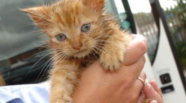 o pisica din romania vedeta in marea britanie cu ce i a impresionat felina pe englezi