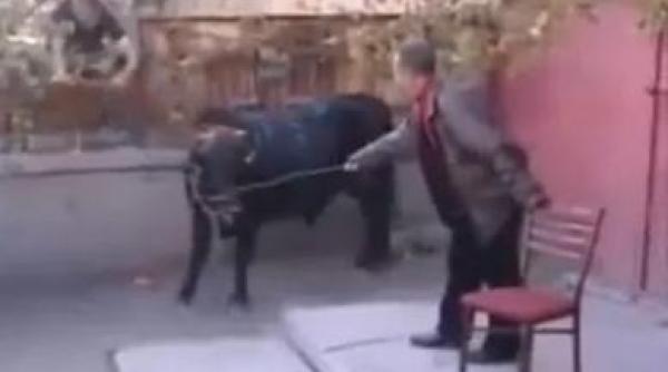 taurul care uraste betivii video