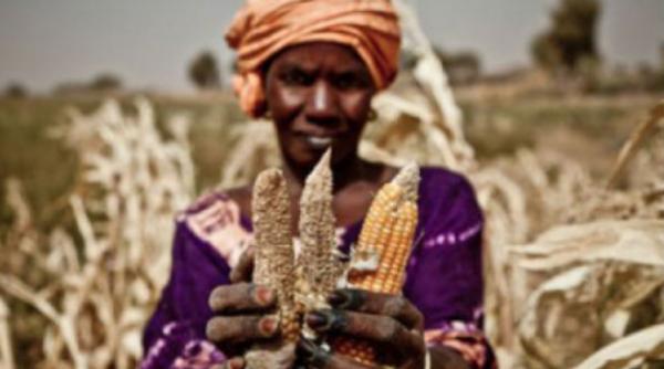 vreme extrema preturi extreme ce impact au fenomenele meteo asupra crizei alimentare mondiale