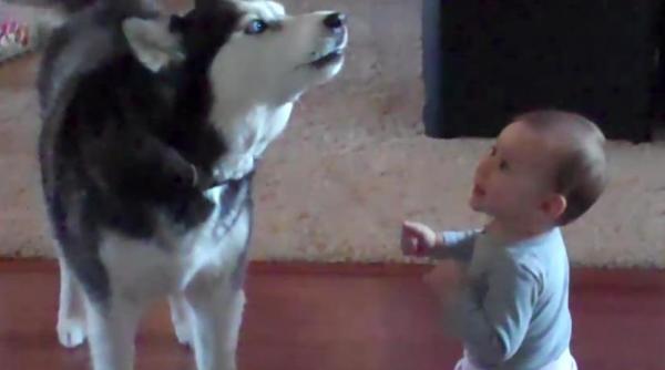 dialog incredibil intre un caine husky si un bebelus clipul a adunat milioane de vizualizari video