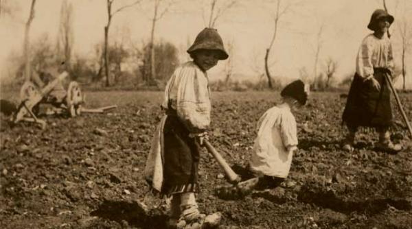 gainusa cu oua de aur