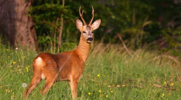 reteta unei nevroze i