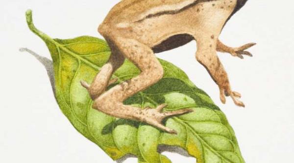 tatal broscuta isi creste puii in gura