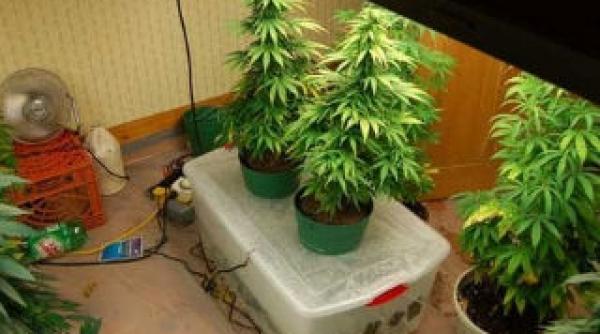 doi morti in prima zi dupa intrarea in legalitate a posesiei de marijuana in washington