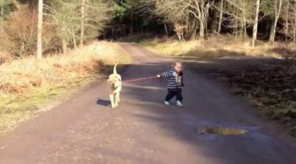 video peste un milion de persoane s au uitat cum un copil plimba un caine