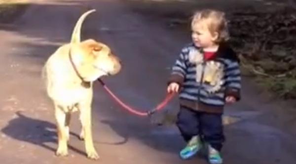 video cum sa iti plimbi cainele corect