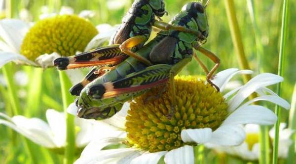 reteta unei nevroze ii