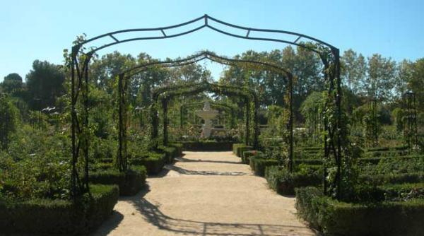 trandafiri de toamna