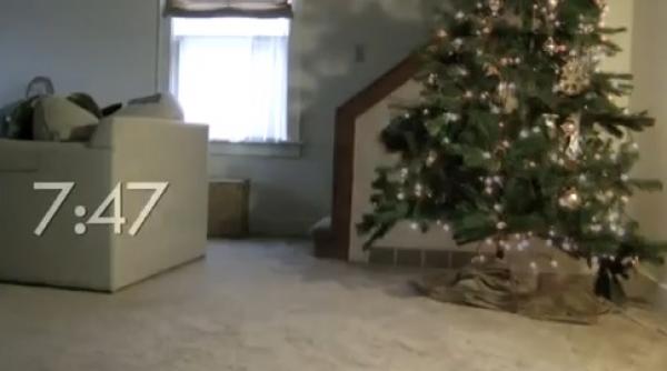 cand stapanii nu s acasa pisica se razbuna pe bradul de craciun video