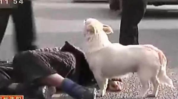 imagini emotionante ce face un caine in momentul in care stapanul lui lesina pe strada video