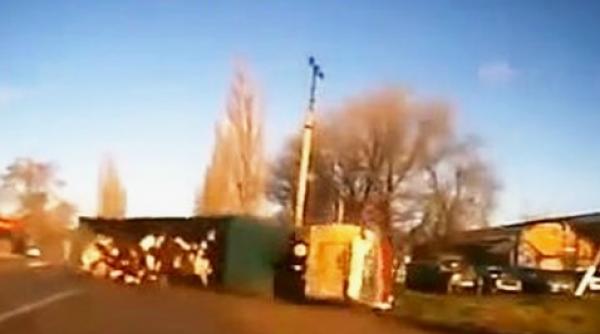 evadarea spectaculoasa a unei cirezi de vaci video