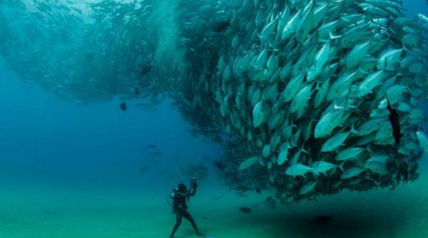 fenomen incredibil in mexic tornada de pesti filmata in timpul unui ritual de imperechere video