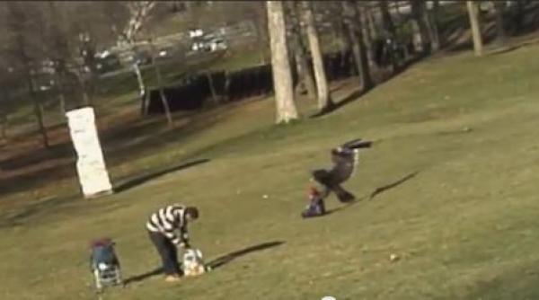 video o zi linistita in parc la un pas sa se transforme in tragedie copil luat pe sus de un vultur