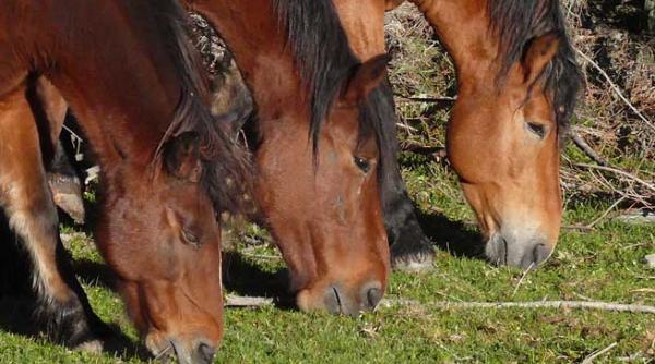 reteta unei nevroze iii