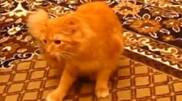 viral cum iti faci pisica sa sara ca un arc