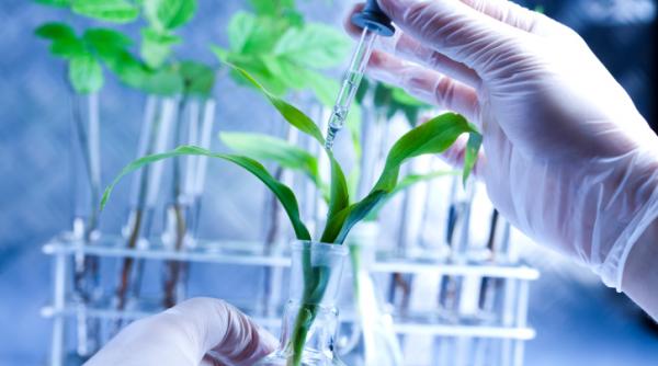 sanatate si frumusete cu produse romanesti