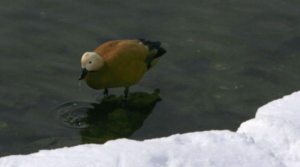 vremea se incalzeste usor vezi prognoza meteo pana sambata