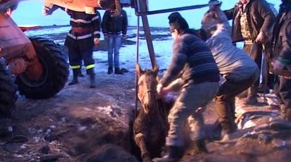 iapa captiva intr o groapa de aproape doi metri adancime salvata de pompierii suceveni