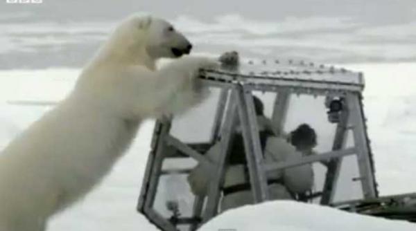 jurnalist bbc atacat de un urs polar in timpul filmarilor video