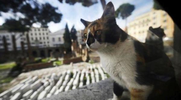 motanulmormant stapan