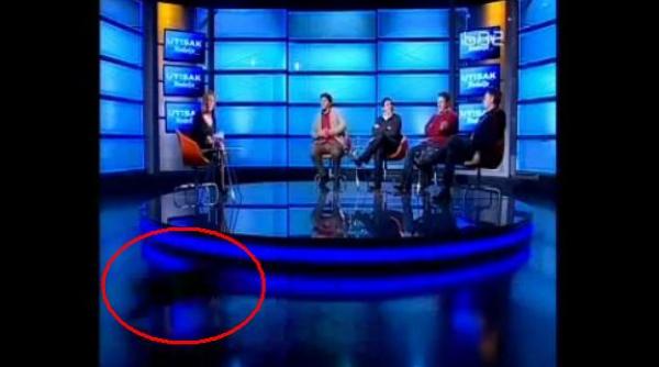 aparitie pisiceasca live la tv o mata neagra o zbugheste prin studio in timpul unei dezbateri politice video