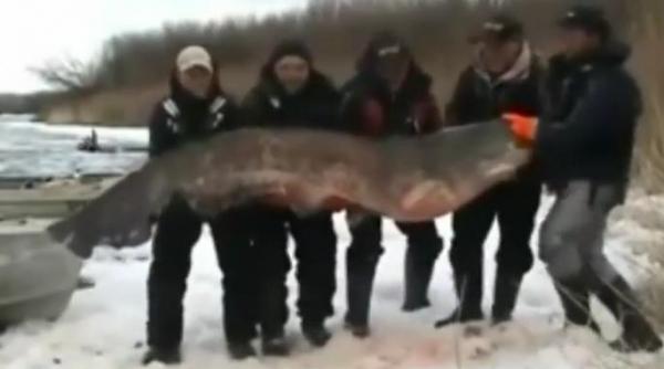 captura impresionanta pe volga somn urias de 195 de kilograme prins de cinci pescari rusi video