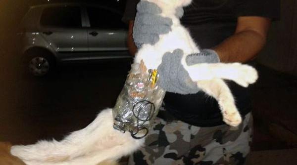 o mata a incercat sa traficheze materiale interzise