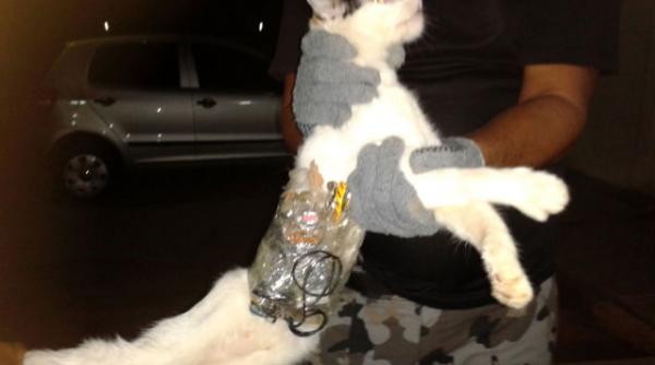 o pisica folosita ca animal de povara intr o inchisoare braziliana