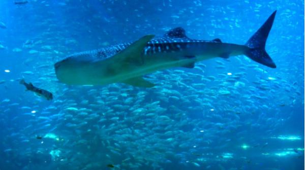 sedinta foto impresionanta alaturi de cei mai mari pesti din lume