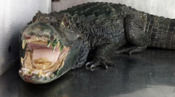 crocodil de paza fusese antrenat sa muste politisti