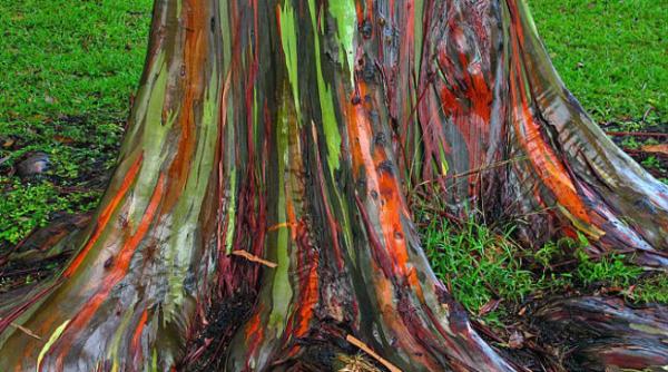 eucaliptul curcubeu surprins in imagini impresionante in hawaii