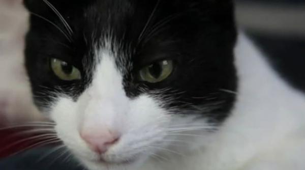 tors pisica 100 decibeli