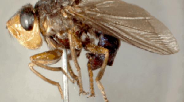 vacan a in iad s au infectat cu viermi care ii mananca de vii