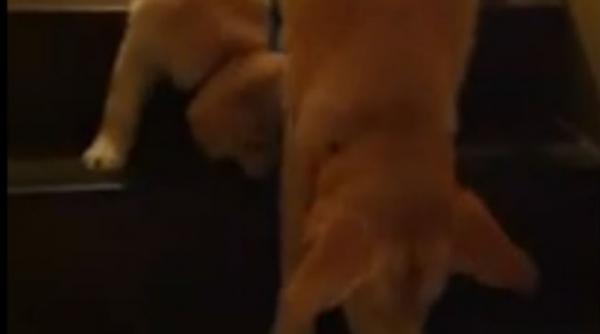 video un caine invata un alt caine cum sa coboare scarile