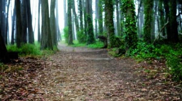 oportunitatile lui 2013 terenurile si padurile noul boom