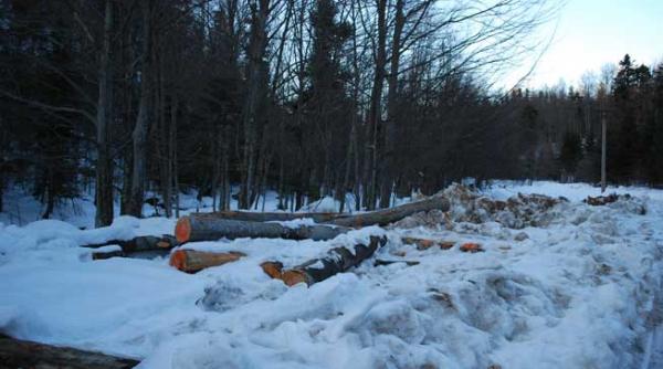 justitie facuta de silvici padurarii din muntii semenicului si sefii lor scapa de procurori cu ajutorul expertilor