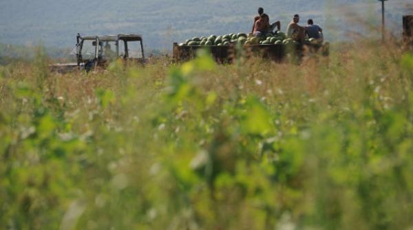 risipa alimente state dezvoltate