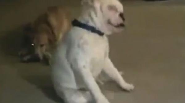 video numeroase persoane s au uitat cum un caine surd danseaza blues