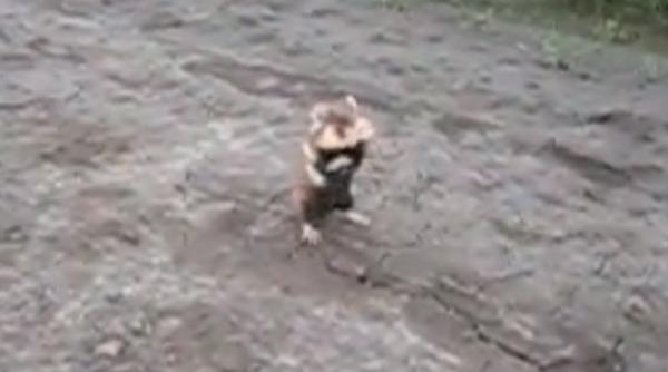 cel mai fioros hamster traieste in rusia