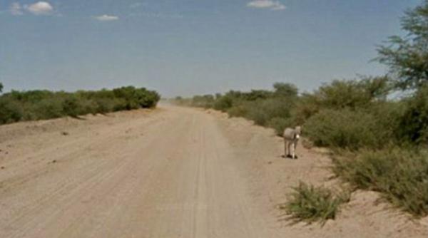 o masina google street view a omorat un magar in botswana ce spune google despre incident