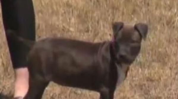 caine tratament vodca