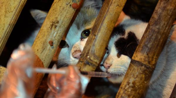 sute de pisicute destinate restaurantelor au fost salvate de mai multi voluntari