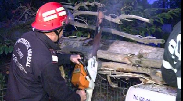 primaria sectorului 2 copacul cazut in zona spitalului colentina parea sanatos si nu necesita taierea